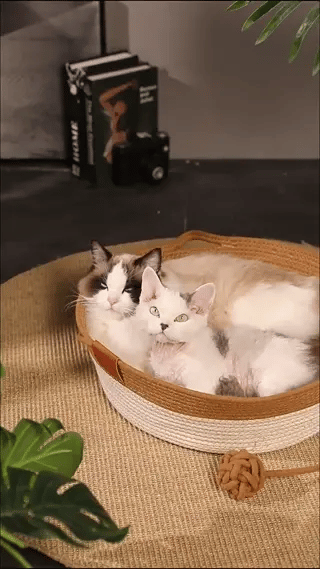 Krabmand Rattan Kat twee katten in kattenmand